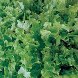 Salad Bowl Lettuce Seeds