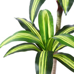 Fake Dracaena Tree in Black Plastic Pot