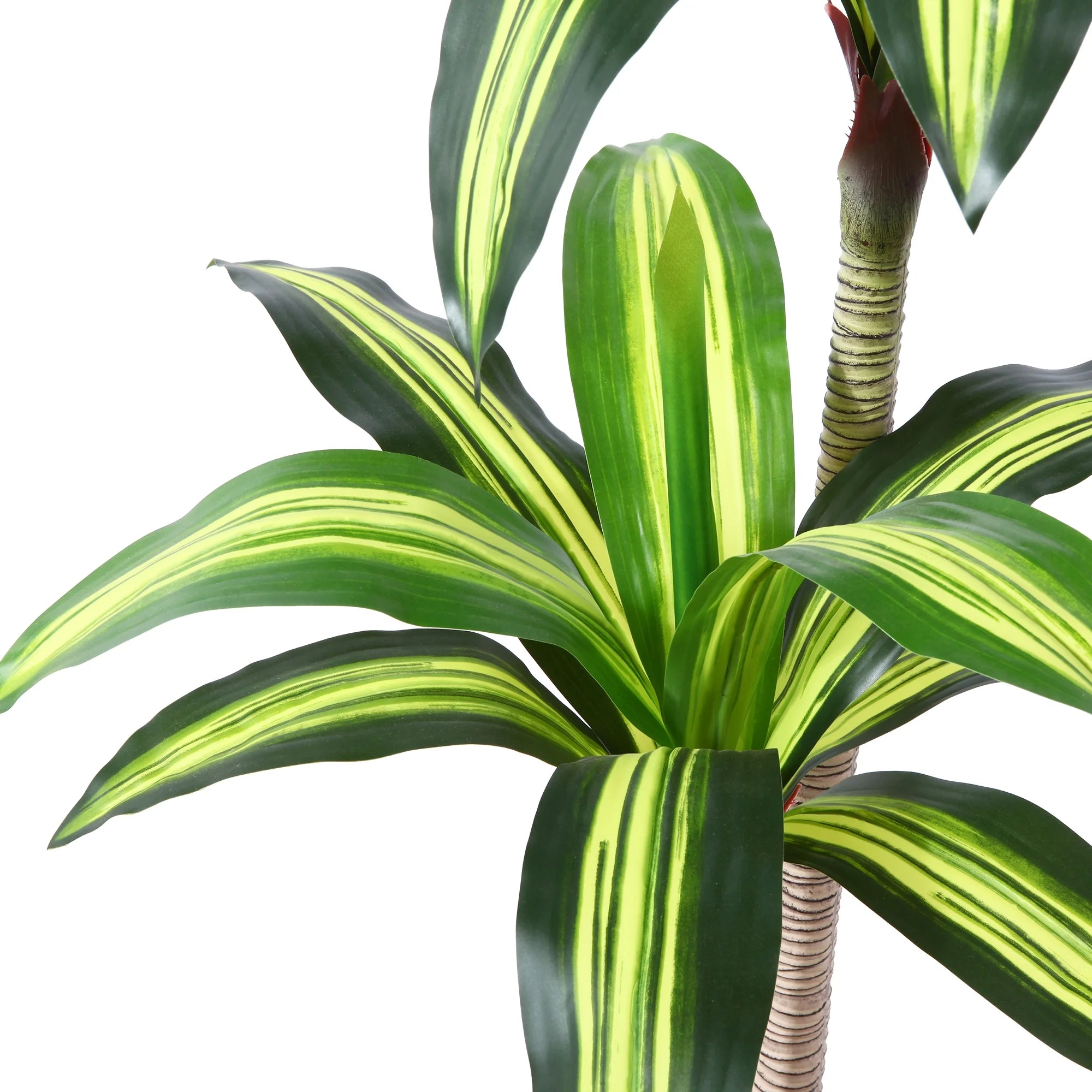 Fake Dracaena Tree in Black Plastic Pot