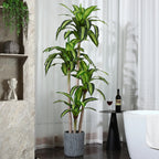 Fake Dracaena Tree in Black Plastic Pot