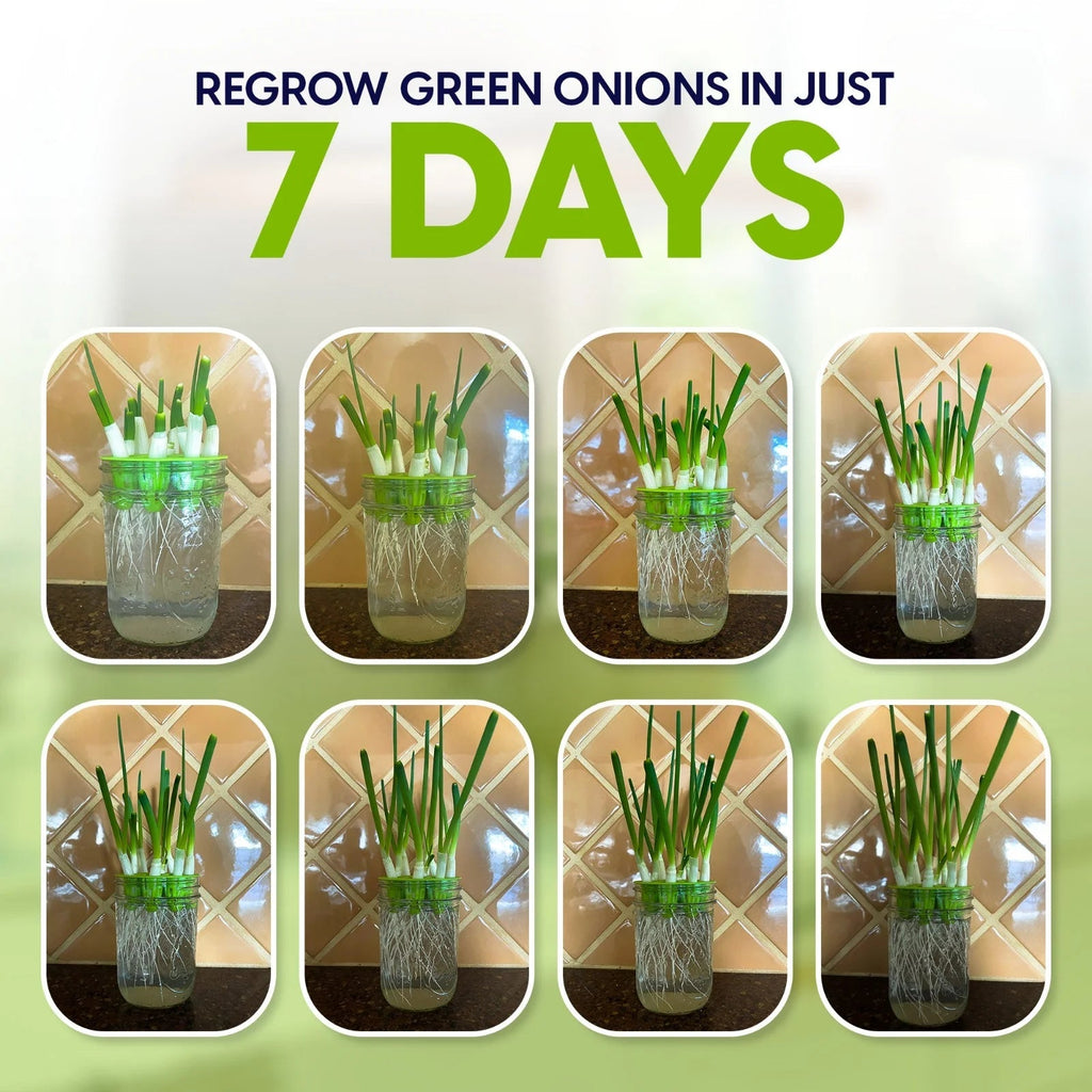 Growing Kit & Green Onion Regrower