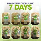Growing Kit & Green Onion Regrower