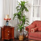 Fake Dracaena Tree in Black Plastic Pot